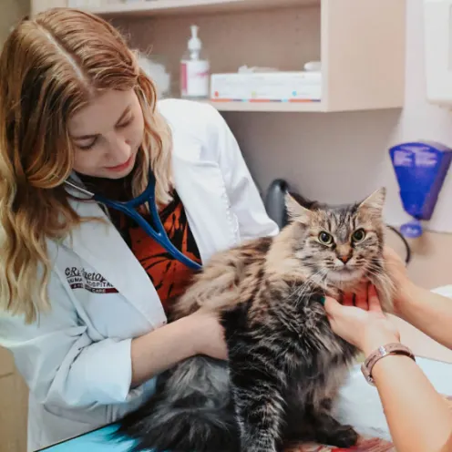 Doctor examining a cat